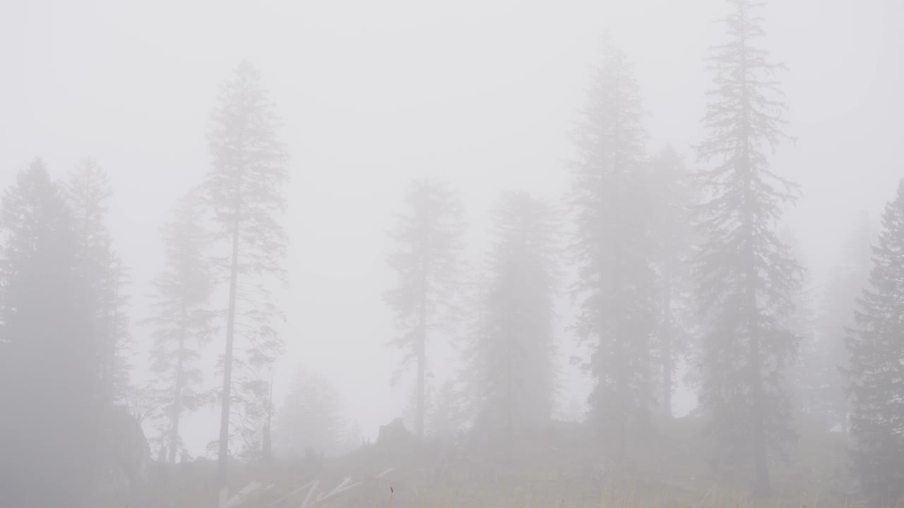 Fir tree forest in heavy fog in swiss mountains