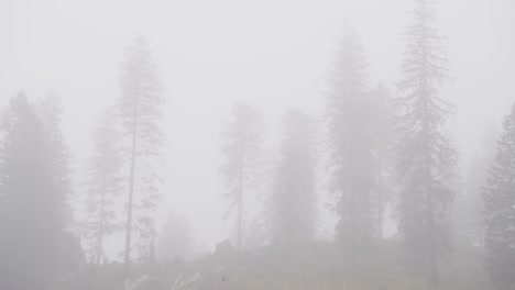 fir tree forest in heavy fog in swiss mountains