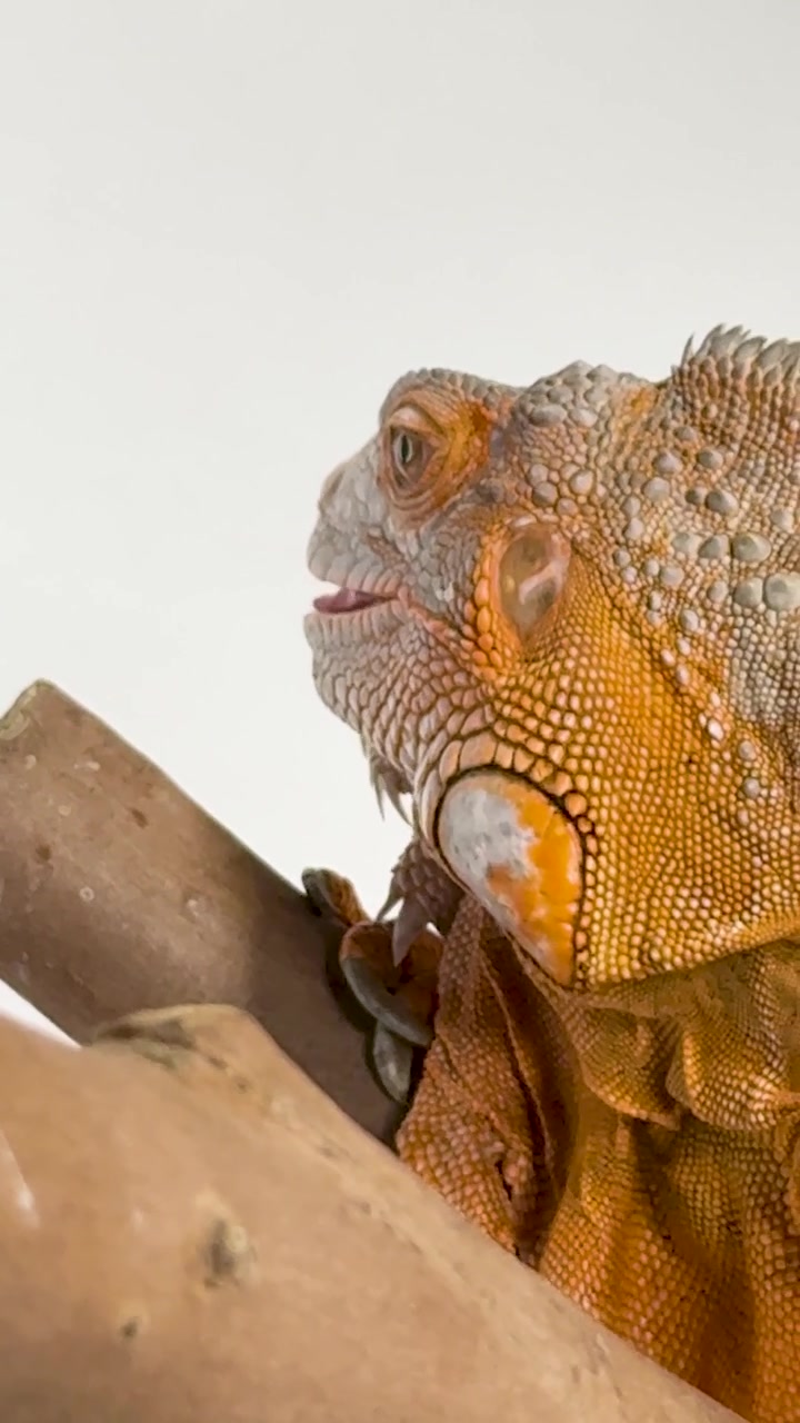 Primo piano dettagliato di un'iguana arancione che riposa su un ramo su sfondo bianco.