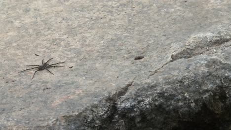 araña lobo en el suelo de hormigón en el bosque nacional de boise en boise, idaho