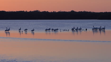 shorebirds wade in the golden light along the  shallows of the florida coast 1