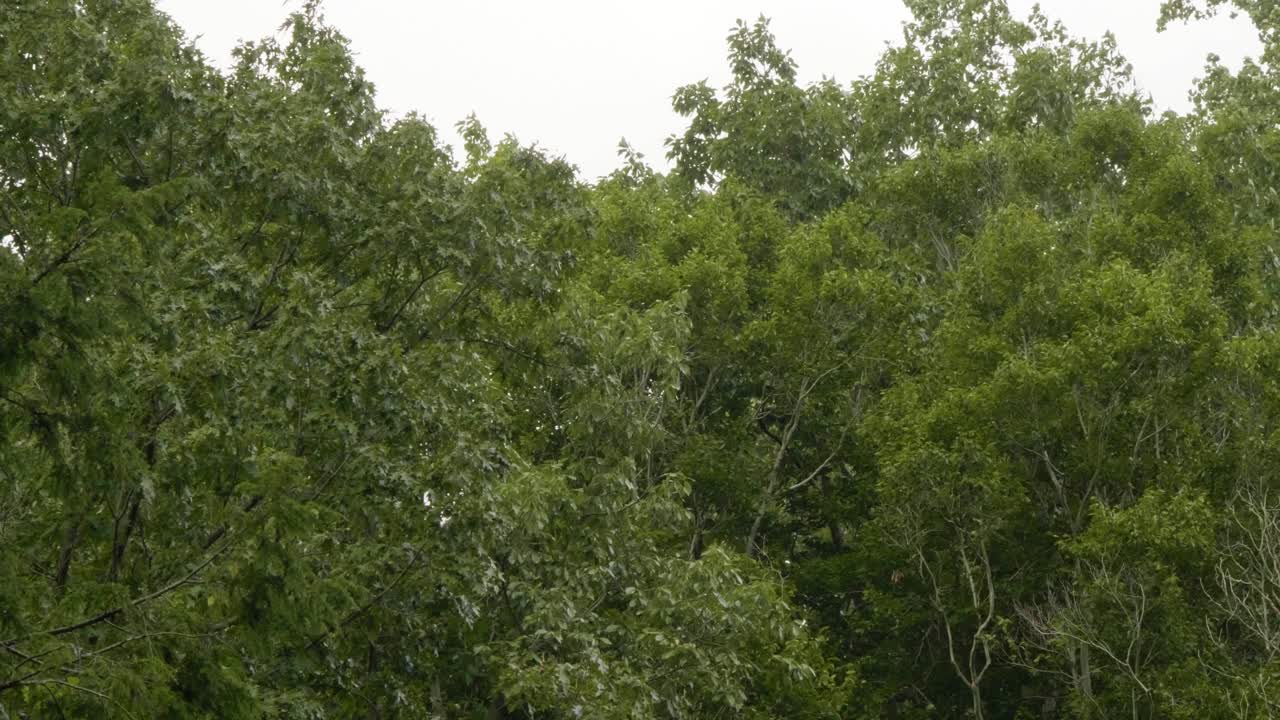 Wind tosses forest trees in Pennsylvania