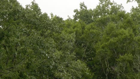 Wind-tosses-forest-trees-in-Pennsylvania