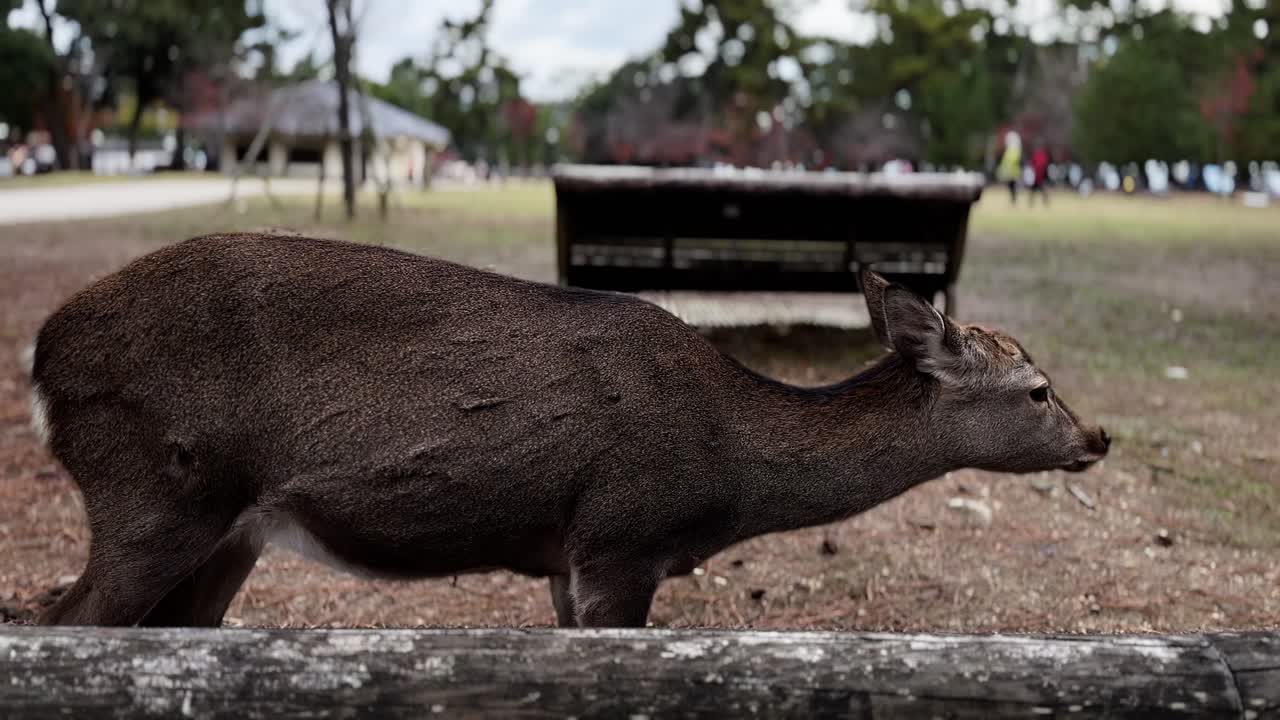 ciervos sika inquietos en pastos, parque nara, japón