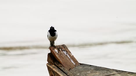 a bird on the riverbank