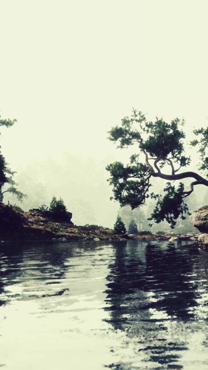 La nebbia copre la riva del fiume con alberi e riflessi nell'acqua