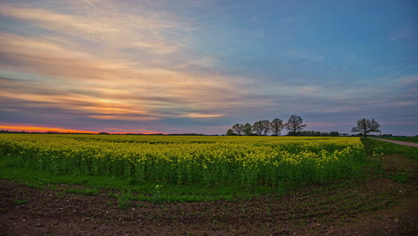 Tiro-De-Lapso-De-Tiempo-De-La-Puesta-De-Sol-En-El-Tiempo-De-La-Tarde-Con-Un-Cielo-Colorido-Sobre-El-Campo-De-Colza-Amarillo-Brillante