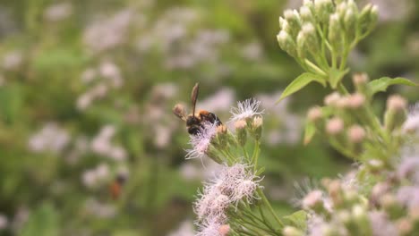 Bees-are-collecting-honey-from-wild-flowers