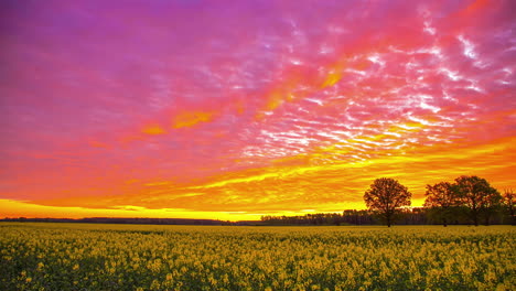 lapso de tiempo de las nubes que se mueven en el cielo colorido al atardecer sobre el campo de flores amarillas