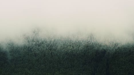 Impresionante-Bosque-De-Pinos-En-Mt