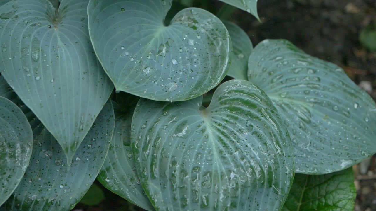 gotas de lluvia en hosta tardiana halcyon en cámara lenta