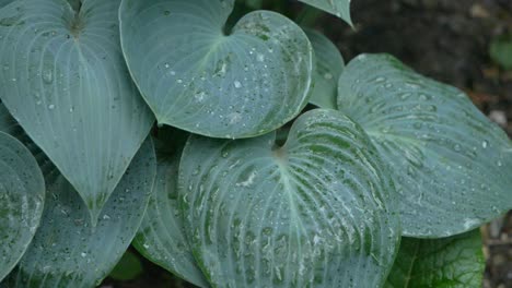 rain drops on hosta tardiana halcyon in slowmotion