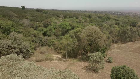 flying above woodland forest on the kilimanjaro slope of african wilderness aerial view rising above trees