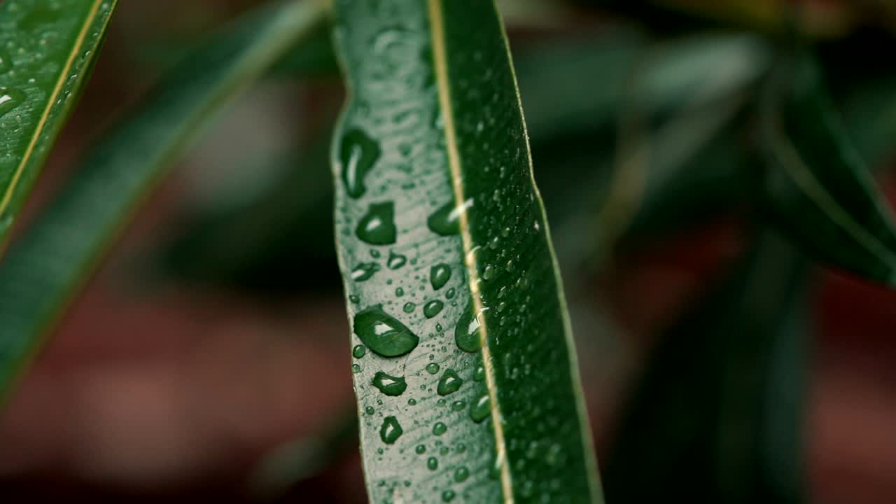 dejar hierba verde con gotas de lluvia. cerrar imágenes macro. hojas sopladas por el viento. fondo de hierba verde.