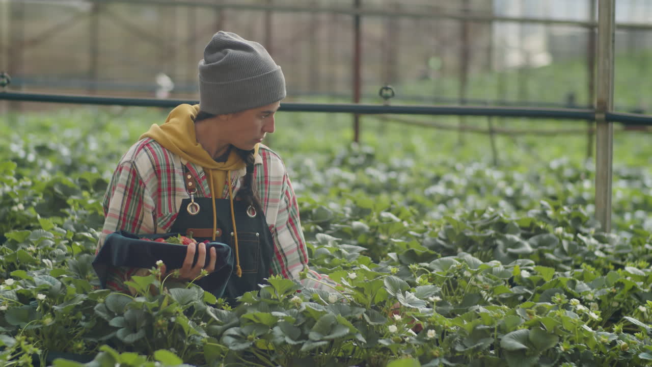 Young Woman Walking in Greenhouse and Picking Strawberry
