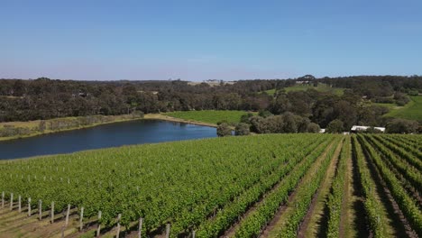 sobrevuelo aéreo hermoso campo de viñedos y gran árbol al lado del lago natural durante el día soleado