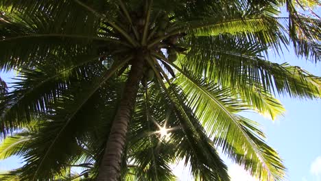 Coconut-palm,-blue-sky-and-sun-rays-passing-through-the-leaves,-filmed-in-Rarotonga,-Cook-Islands