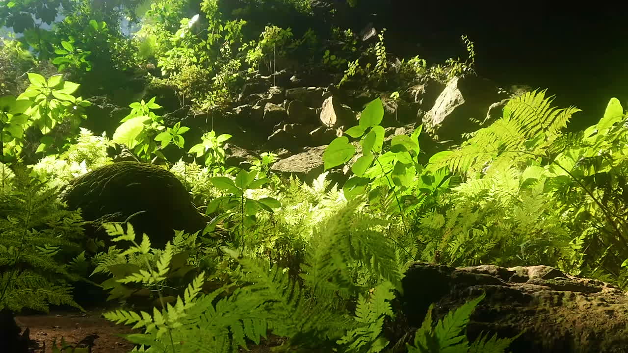 primer plano y toma panorámica lenta de plantas dentro de la cueva hacia la luz del sol, hd 60 fps