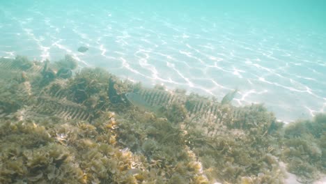 reef fish swim along the ocean floor on artificial reefs in clear emerald water and white sand