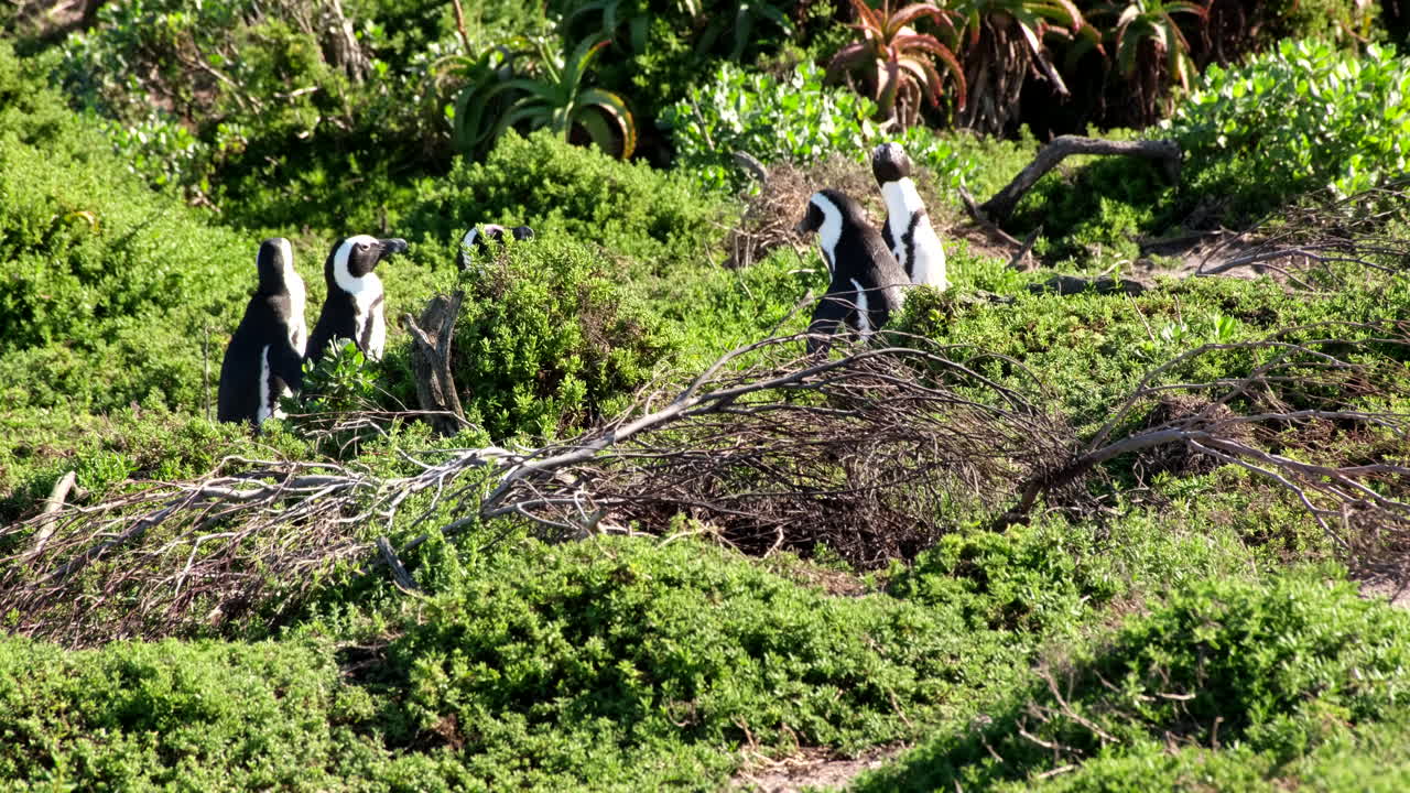 African Penguins in their Natural Habitat