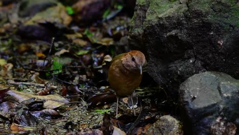 the rusty-naped pitta is a confiding bird found in high elevation mountain forests habitats, there are so many locations in thailand to find this bird