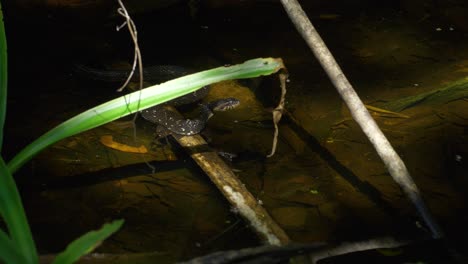 serpiente de agua joven con bandas se mueve en el agua de izquierda a derecha, oliendo a medida que avanza