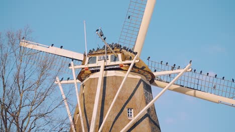 Countryside-old-fashioned-mill-with-many-birds-resting-on-it-on-blue-sky-day