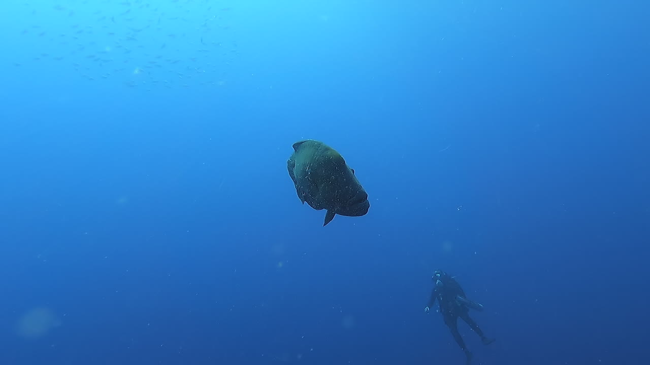 Close up of a Humphead Wrasse encountered will scuba diving in tropical waters