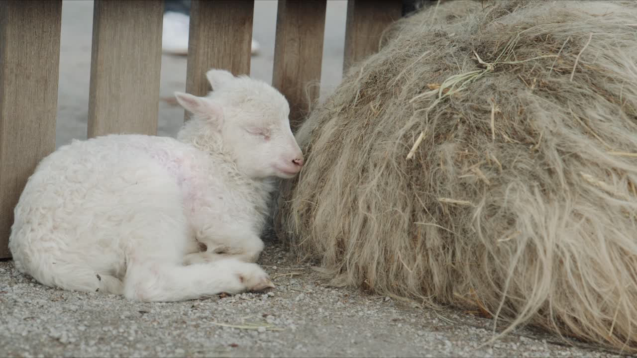 Un piccolo agnello dorme pacificamente mentre si appoggia alla folta lana di una pecora adulta, creando una scena di fattoria calma e accogliente