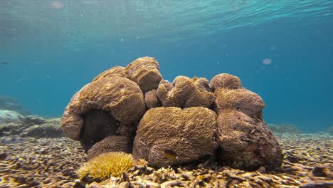 Un-Gran-Coral-Sarcophyton-Bellamente-Iluminado-Se-Encuentra-En-El-Fondo-Del-Océano,-Ondeando-Con-La-Corriente.