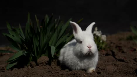 little rabbit sits in white flowers 4 in the video