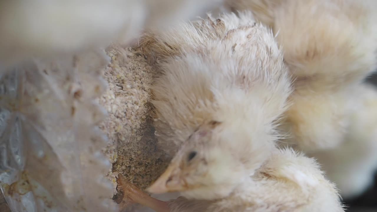 Close-up of Chicks Eating