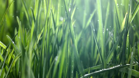 green grass close-up raindrops slowly falling on the grass. shot on super slow motion camera