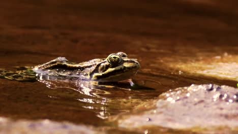 Ein-Clip-über-Einen-Frosch