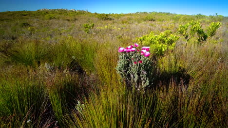 cabo nativo rosa flores eternas entre juncos meciéndose en el viento en la reserva natural fernkloof, hermanus, sudáfrica