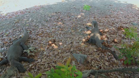 Two-Komodo-dragons-lying-on-the-ground,-seen-from-above---panning-right-shot