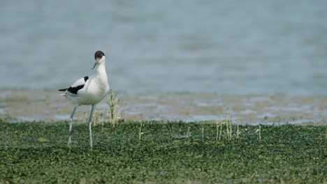 lone pied colored plumage kluut stare in camera