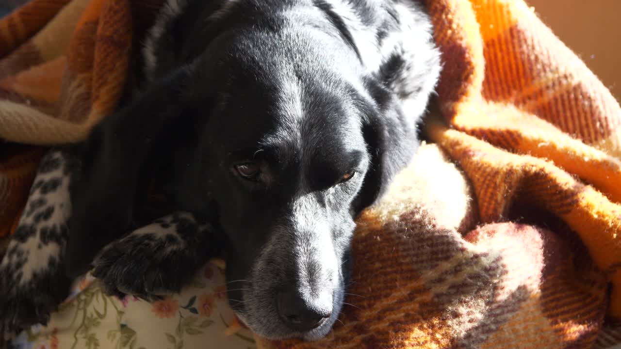 개 의 수염 과 발바닥 이 빛 에 있는 카  에서 어 나온다