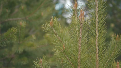 close-up of pine tree branches