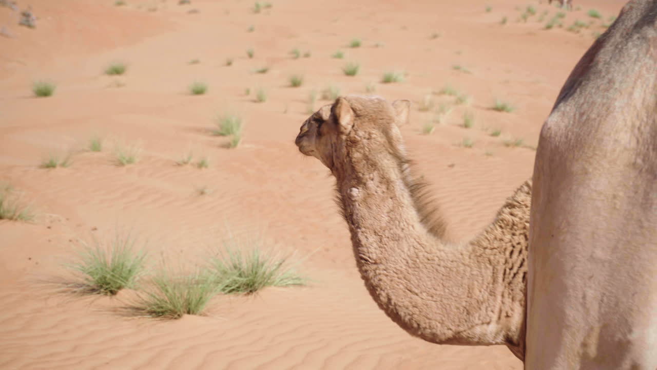 camello joven en el desierto de wahiba de oman