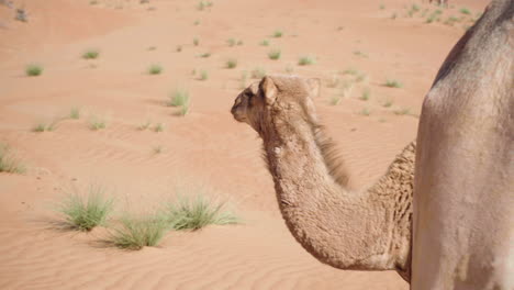 Camello-Joven-En-El-Desierto-De-Wahiba-En-Omán.