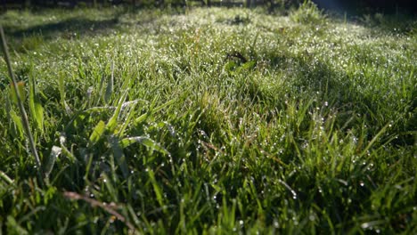 Low-angle-shot-captures-dewy-blades-of-grass