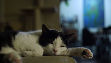 a black and white haired cat slowly falling asleep in his home