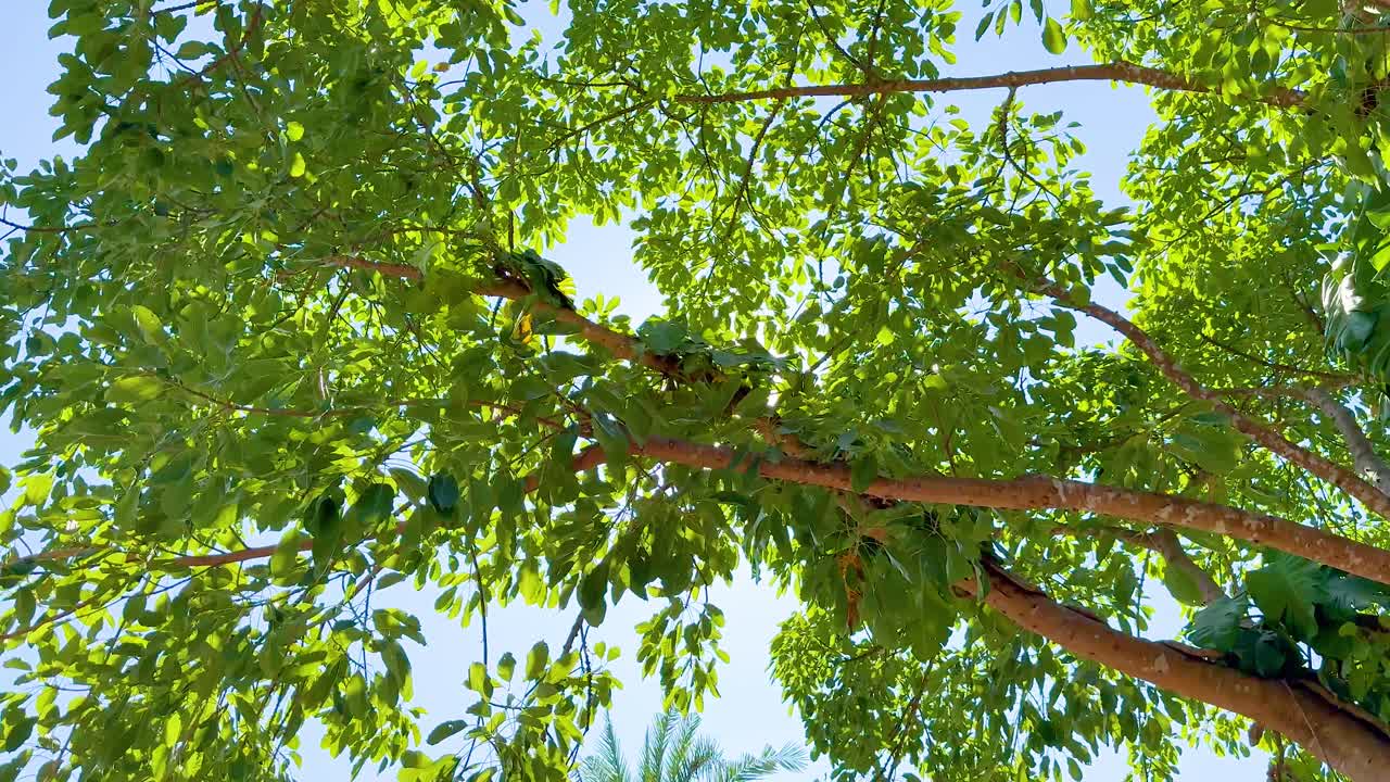 은 환경 에서 푸른 나무 가지 들