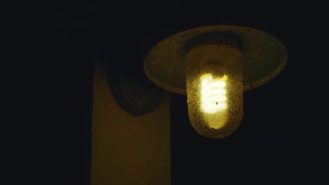 moscas pululando en una bombilla espiral de ahorro de energía por la noche