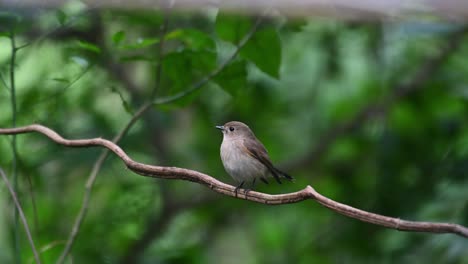 Red-throated-Flycatcher-seen-perched-on-a-vine-wagging-its-tail,-Ficedula-albicilla,-Chonburi,-Thailand