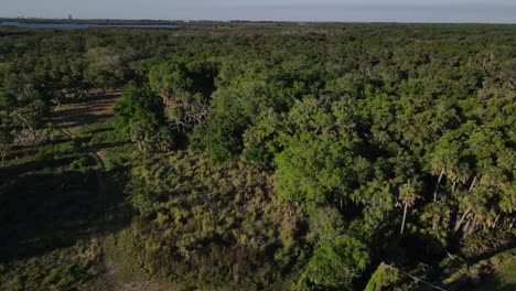 Terreno-Sin-Desarrollar-En-El-Parque-Estatal-Terra-Ceia-Preserve-En-La-Soleada-Florida