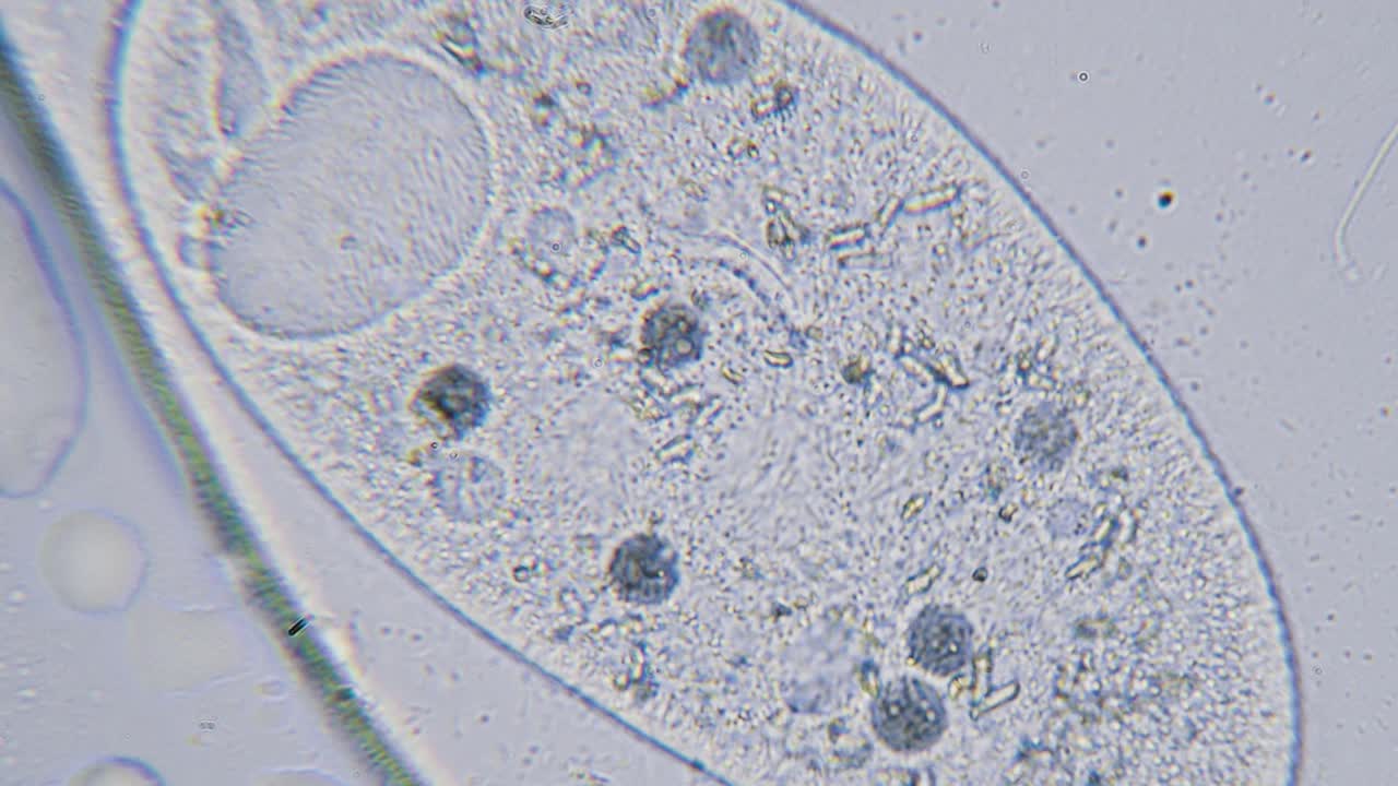 paramecio gran aumento dentro del movimiento del orgánulo campo brillante vista microscópica