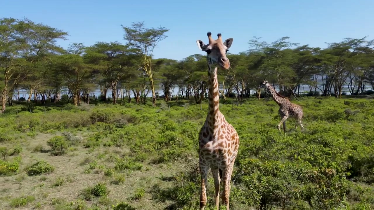Vista aerea con drone di tre giraffe vicino al Lago Naivasha, Kenya. Filmato naturalistico di repertorio ad alta angolazione che mostra il comportamento animale nella savana dell'Africa orientale.