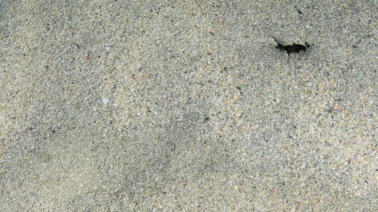 sand grains blowing in wind on sandy beach, Sanna, Ardnamurchan, Scotland